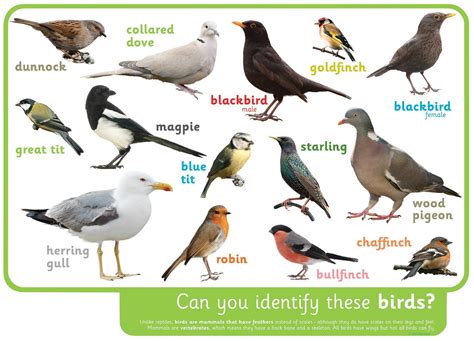 Can You Identify These Birds