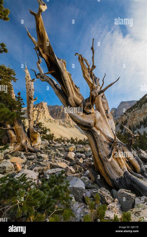 Ancient Great Basin Bristlecone Pine Pinus Longaeva And Jeff Davis