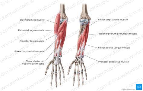 The muscles of the forearm and wrist, and shoulder muscles are also the muscles of the upper limb, but sombodey parts of the arm. Ebsgbtsflfudccix9rsq forearm flexor muscles english (With images) | Forearm anatomy, Anatomy, Muscle