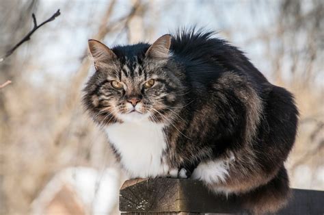 Norwegian Forest Cat Breed Information And Photos Thriftyfun
