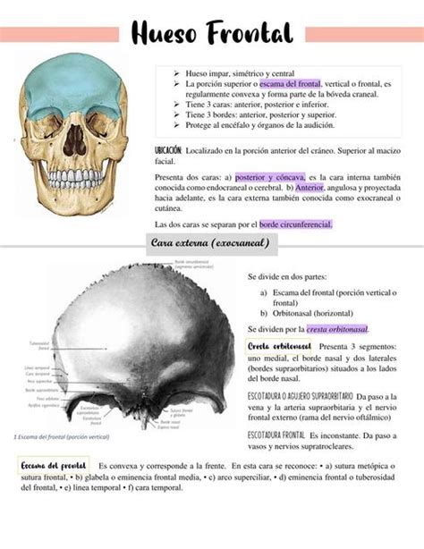 Hueso Frontal Huesos Del Cráneo Udocz
