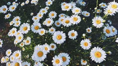Hd Wallpaper Daisy Flowers Daisies Glade Grass Nature Summer