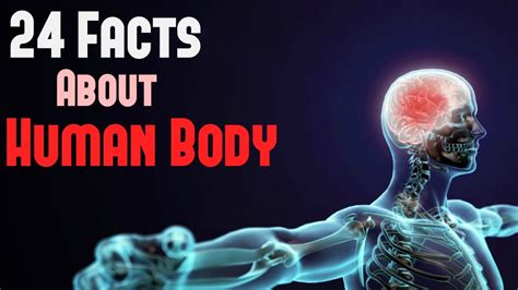 Learn Fun Facts About Your Body From These Bold Clever Graphic Posters