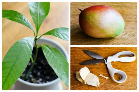How To Grow A Mango Tree From Seed Utah Backyard Tropicals