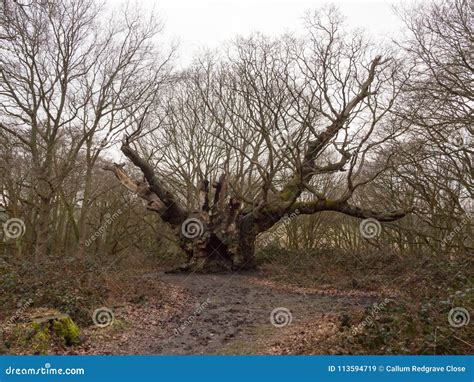 Old Large Spanning Oak Tree Spring Autumn Old Knobbley No Leaves Stock