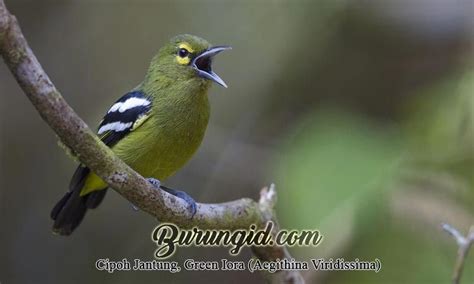 Cipoh Jantung Green Iora Aegithina Viridissima Burung Jenis Hijau