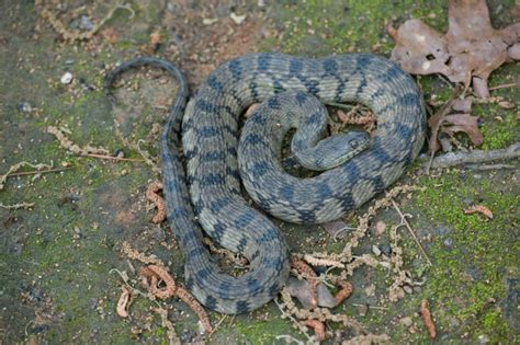 Diamond Backed Watersnake Florida Snake Id Guide