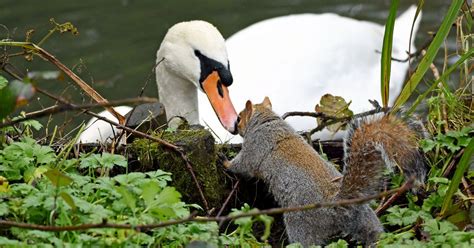 Cute Animal Kiss Captured On Camera As Squirrel And Swan Get It On Cornwall Live