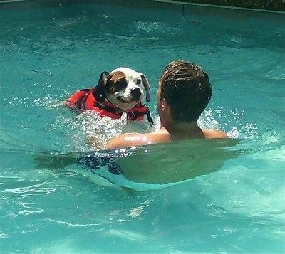 The american bulldog is a loyal, protective, energetic, and confident breed. Bulldog Swim