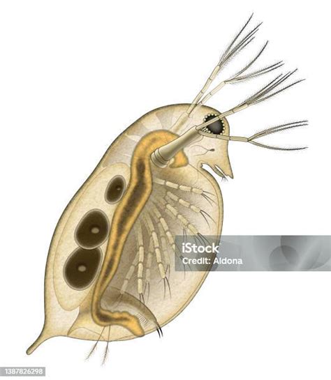 Daphnia Structure On White Background Stock Illustration Download