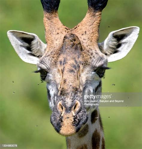 Giraffe Face Photos And Premium High Res Pictures Getty Images