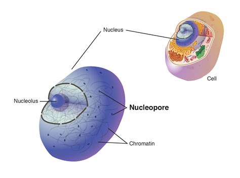 Nucleopore