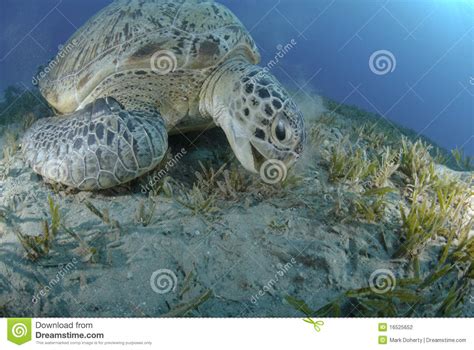 Green Sea Turtle Feeding On Seagrass Stock Photo Image Of Turtles
