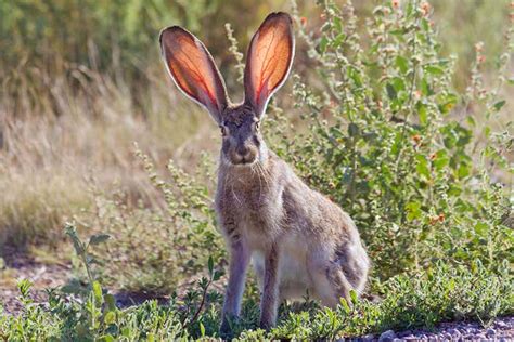 Bunnies Helped A Great Civilisation In Ancient Mexico Thrive New