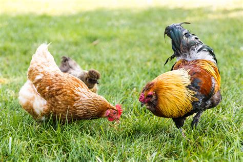 What To Feed Chickens Or Laying Hens