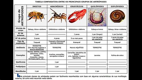 Os Artrópodes Insetos Crustáceos Aracnídeos Quilópodes Diplópodes