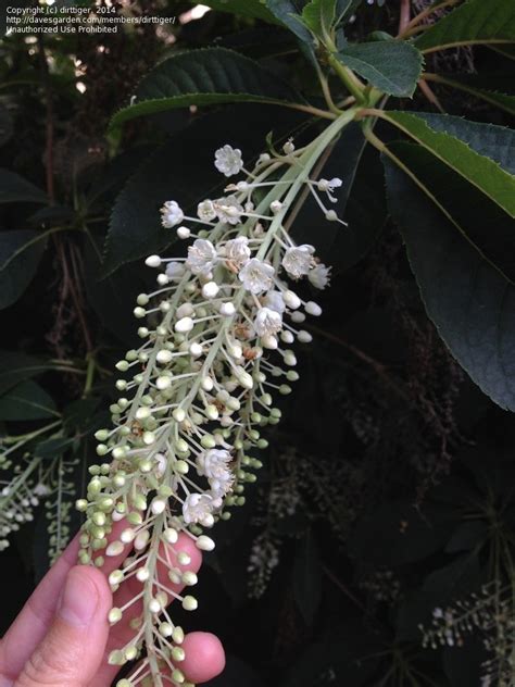 Plant Identification Closed Fragrant Shrub With White Flowers 1 By
