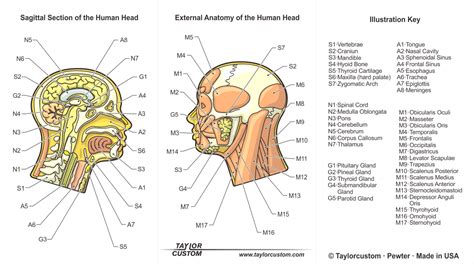 Neck Head Anatomy Anatomy Diagram Book
