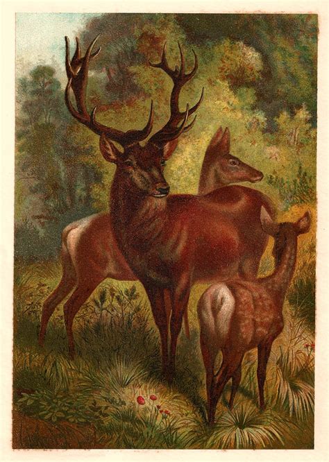 Antique Images Free Animal Graphic 1885 Antique Red Deer Illustration