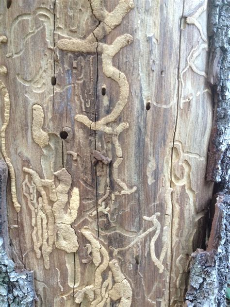 Wormwood Nature Tree Art Tree Bark