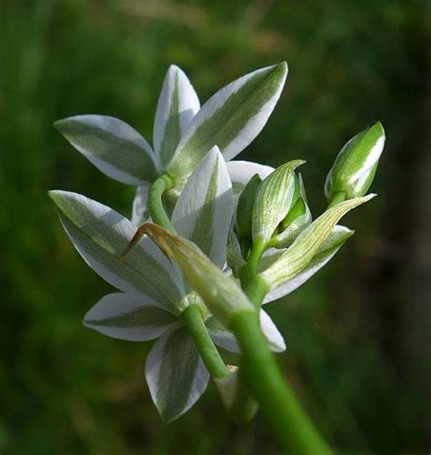 We did not find results for: Everything to Know About Star of Bethlehem Flower ...
