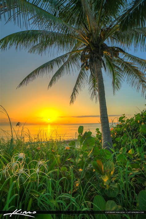 Florida Beach Sunrise At Tequesta Under Coconut Tree Royal Stock Photo