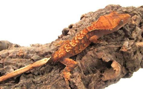 12 Types Of Crested Geckos Morphs Colors And Traits With Pictures