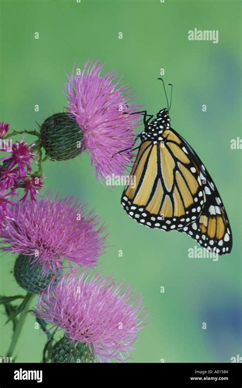 Monarch Butterfly On A Thistle Flower Summer Day Stock Photo Alamy
