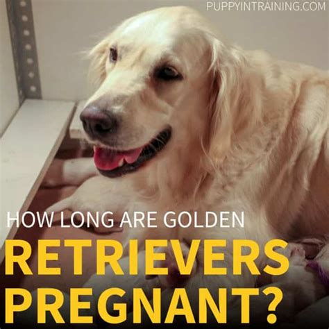 Taft, california — the puppy countdown is on for chanel, a golden retriever who wound up finding internet fame after her owner posted photos from a canine maternity shoot on social media. How Long Are Golden Retriever's Pregnant? - Puppy In Training