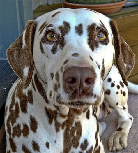 Dalmatian Liver Spotted With Amazing Eyes Cute Small Animals