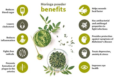 Moringa Powder: 5 Benefits Responsible For Its Popularity gambar png