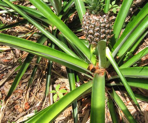 How To Grow Pineapples Pineapple Planting Growing Pineapple Plants