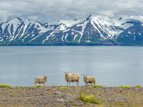 Iceland Welcomes Tourists To Réttir Its Annual Sheep Roundup Condé