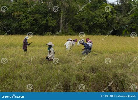 Cambodian Farmers Working On The Fields Editorial Image Image Of