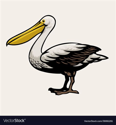 Pelican Bird Drawing Royalty Free Vector Image