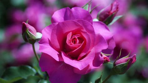 Rose Flower Images Hd Wallpapers Pink Rose Pictures Download Free