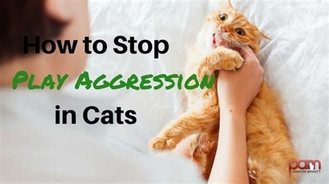 How To Stop Play Aggression In Cats Cat Behavior Associates