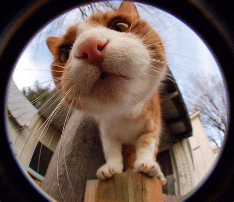 Curious Cats Checking Out Cameras Cutesypooh Cute Animal Photos