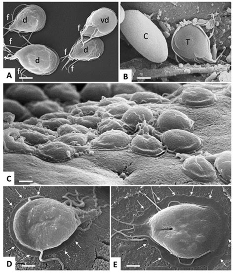 Giardia Lamblia Trophozoites And Cysts Visualized By SEM A