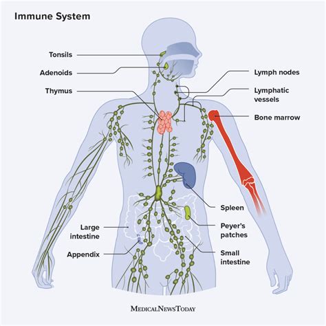 How The Immune System Works Pharra