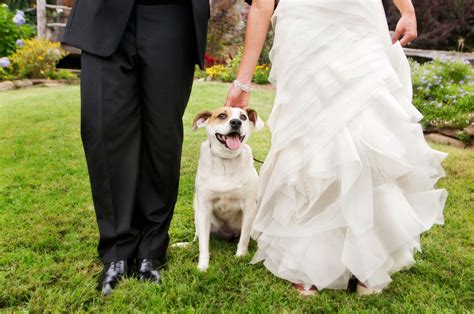 Our Ring Bearer Pets In Weddings Dog Ring Bearer Photography