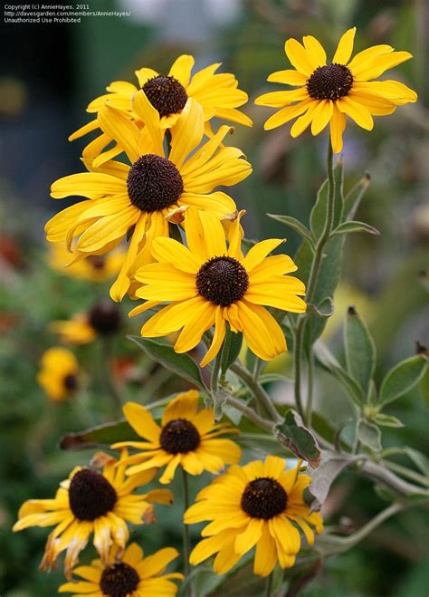 Black Eyes Susans To Go With Chickory And Queen Annes Lace Black