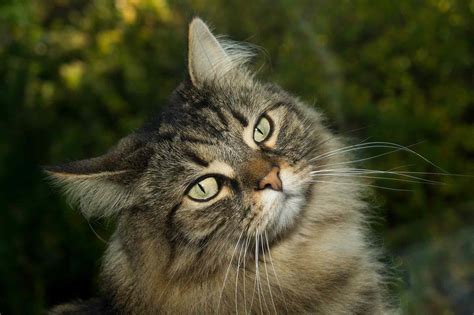 Forest Cat In Norwegian Cat Meme Stock Pictures And Photos