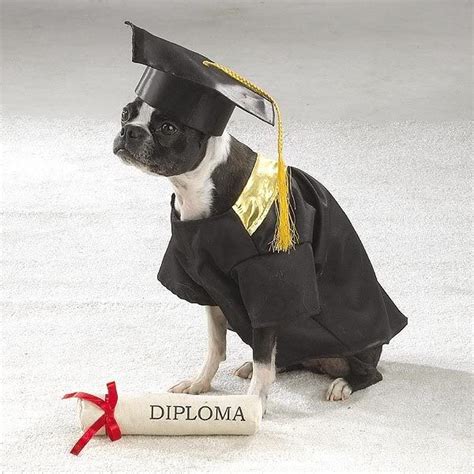 Doggraduationcapandgown Did Look Online And All The Puppy