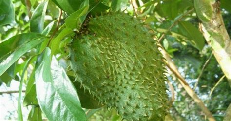 Kemudian rebus dengan 3 gelas air, didihkan sehingga menjadi 1 gelas. Candy Sour: Khasiat Daun Durian Belanda