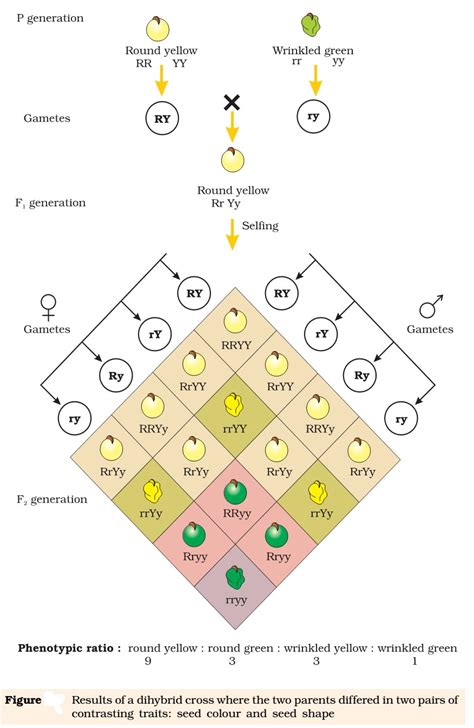 Inheritance Mendels Laws Of Inheritance Pmf Ias