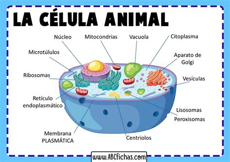 Diagrama Que Muestra La Anatomia De La Celula Animal