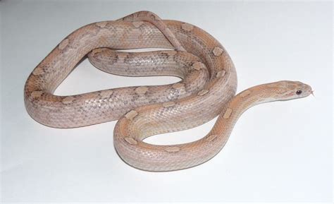 E Midlands Lavender Motley Het Hypo Female Corn Snake Reptile Forums