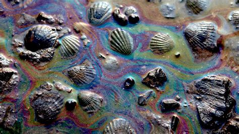 Seashells Coated With Oil Caused By The Oil Spill Are Pictured By The