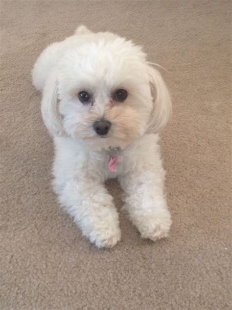My Maltipoo Looks Like Our Zoey Maltipoo Puppy Maltese Puppy Animals